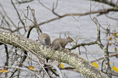 Gray squirrel