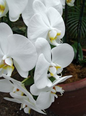 white phalaenopsis orchids