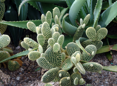 small Optunia cactus