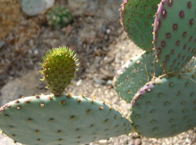 beavertail cactus