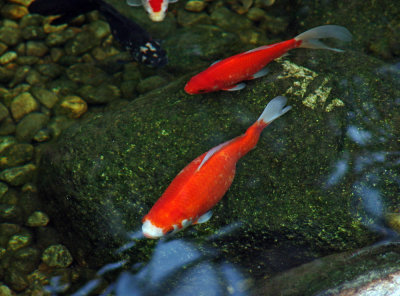 orange-red koi carp