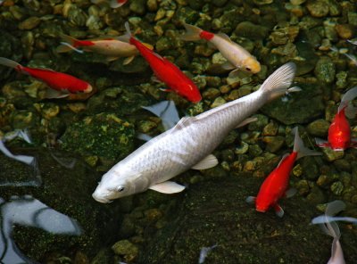 red and white koi carp