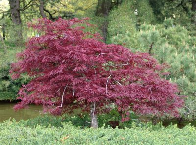 weeping Japanese maple