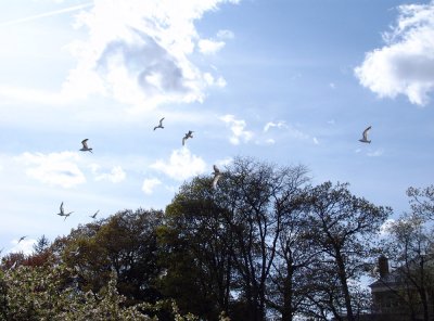 gulls over Roosevelt Pond