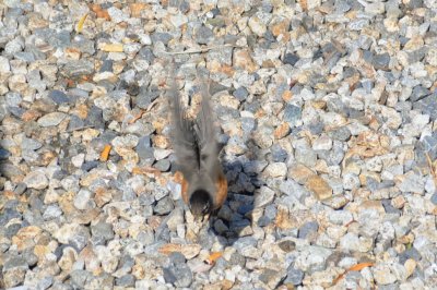 rockin' robin