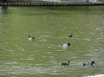ducks on Roosevelt Pond