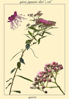 spirea