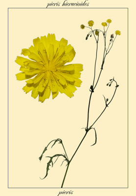 picris