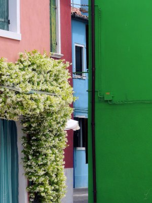 Burano- composizione con gelsomino -1150808.jpg