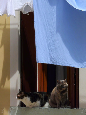 due gatti veneziani -1160236.jpg