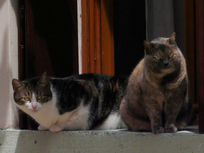 due gatti veneziani -1160237.jpg