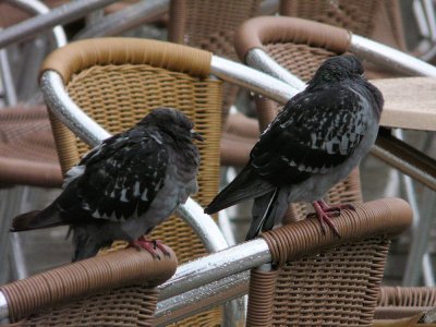 venezia-1210308- piccione.JPG