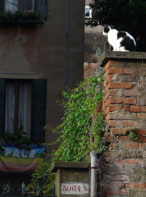 gatto di Venezia 1150496.jpg