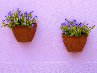 Fleurs a Burano - 1150792.jpg