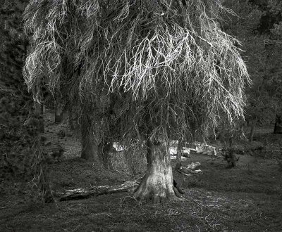 Eldorado National Forest, California   19800701