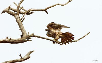 Peregrine Falcon