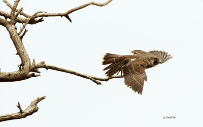 Peregrine Falcon