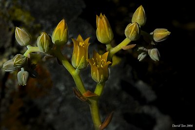 California Flora