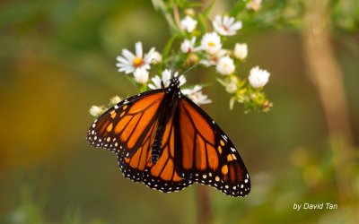 Monarch Butterfly at Cape May, New Jersey