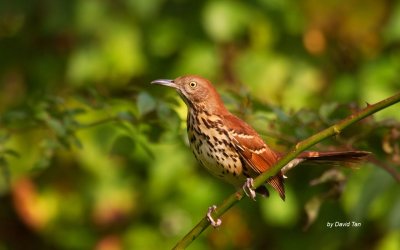 Brown Thrasher