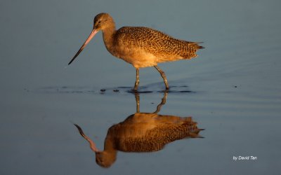 Marbled Godwit