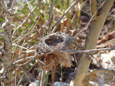 A Birds Nest