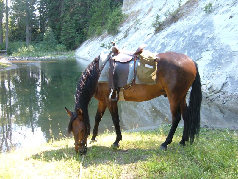 Grazing by the River