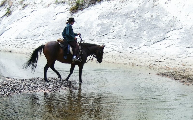 Shiloh,crossing river to favorite grazing place on other side.