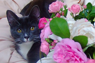 cat in roses.