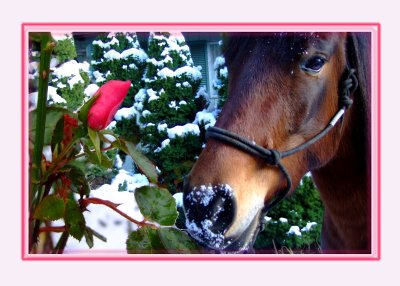 December in Washington.  Unusually warm and the roses were budding.  Then a cold spell came with record low temperatures.