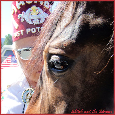 Paso Fino Horses and the 4th of July Parade Cle Elum
