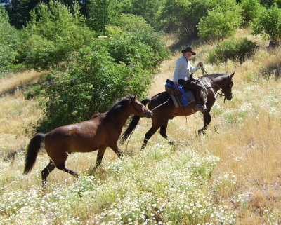 Shiloh, ponying his yearling  brother up Peoh Point