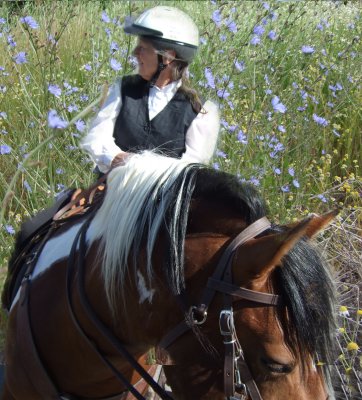 Paso Fino Stallion, Waiting for the Parade