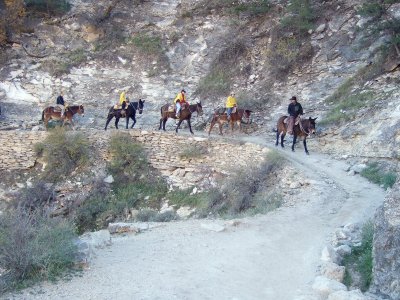Mule Ride to Canyon Floor, Grand Canyon