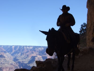  Mule Rider on Grand Canyon Trail