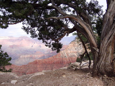 Juniper on Grand Canyon Rim