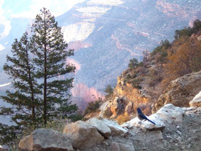 Mountain Blue Bird on Grand Canyon Trail