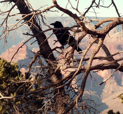 Raven Overlooking Grand Canyon