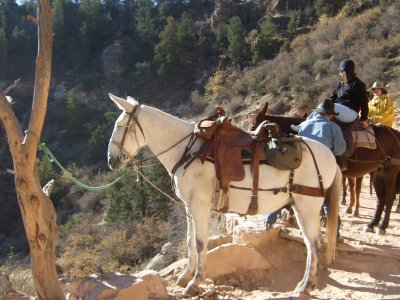 Mules Resting at Grand Canyon