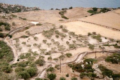 042 - bei lida - blick auf olivenhain.jpg