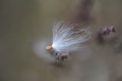 milkweed seed.jpg