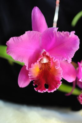 lavander orchid 2.jpg