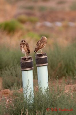 Burrowing Owls