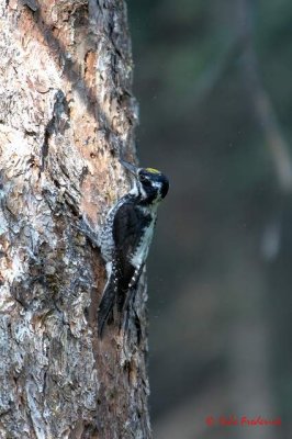 Three-toed Woodpecker (080703_182050.jpg)
