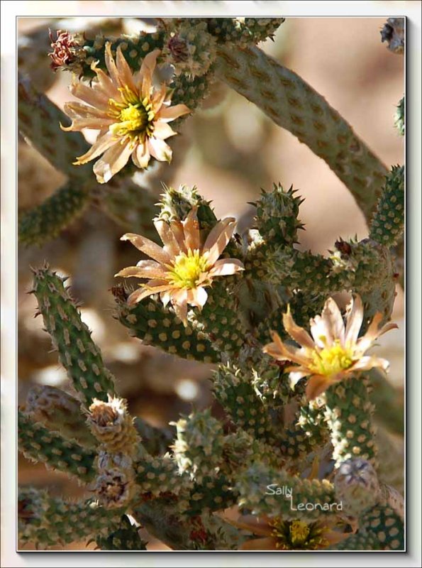Darning -Needle Cactus Flowers