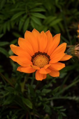 Orange-daisy.jpg
