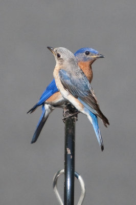 Eastern Bluebirds - Male/Female Pair