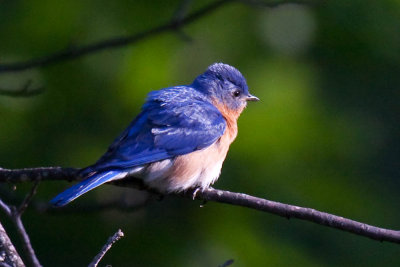 Eastern Bluebird - Male