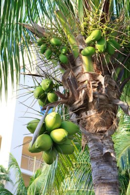 Cocoanut Palm
