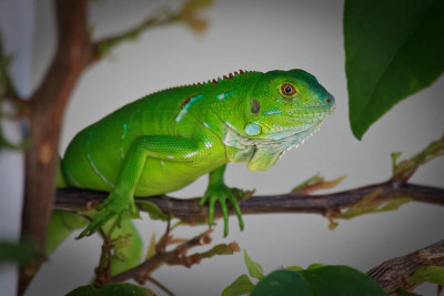 Juvenile Green Iguana